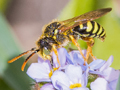 Nomada goodeniana